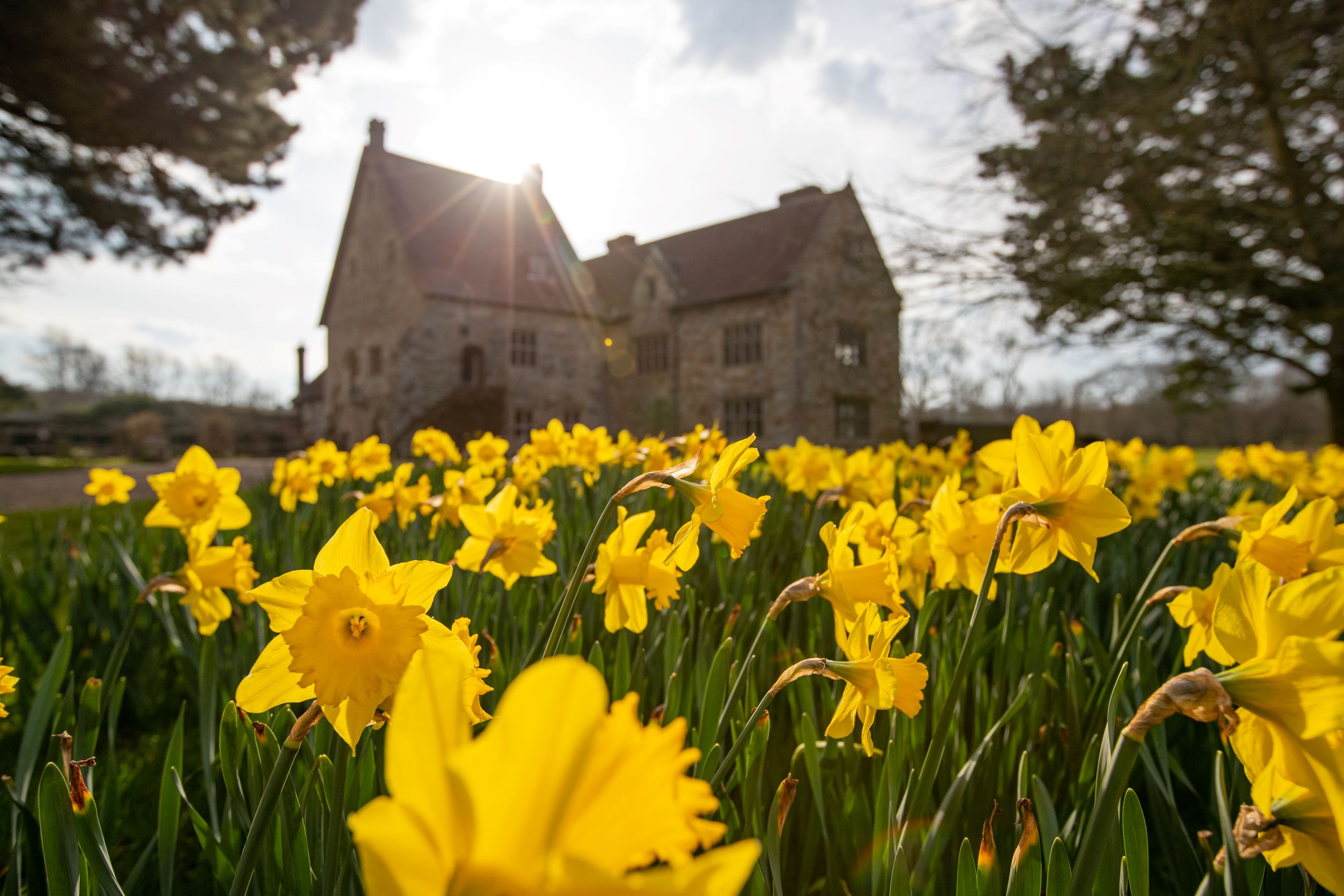 A display of daffodils at Michelham Priory