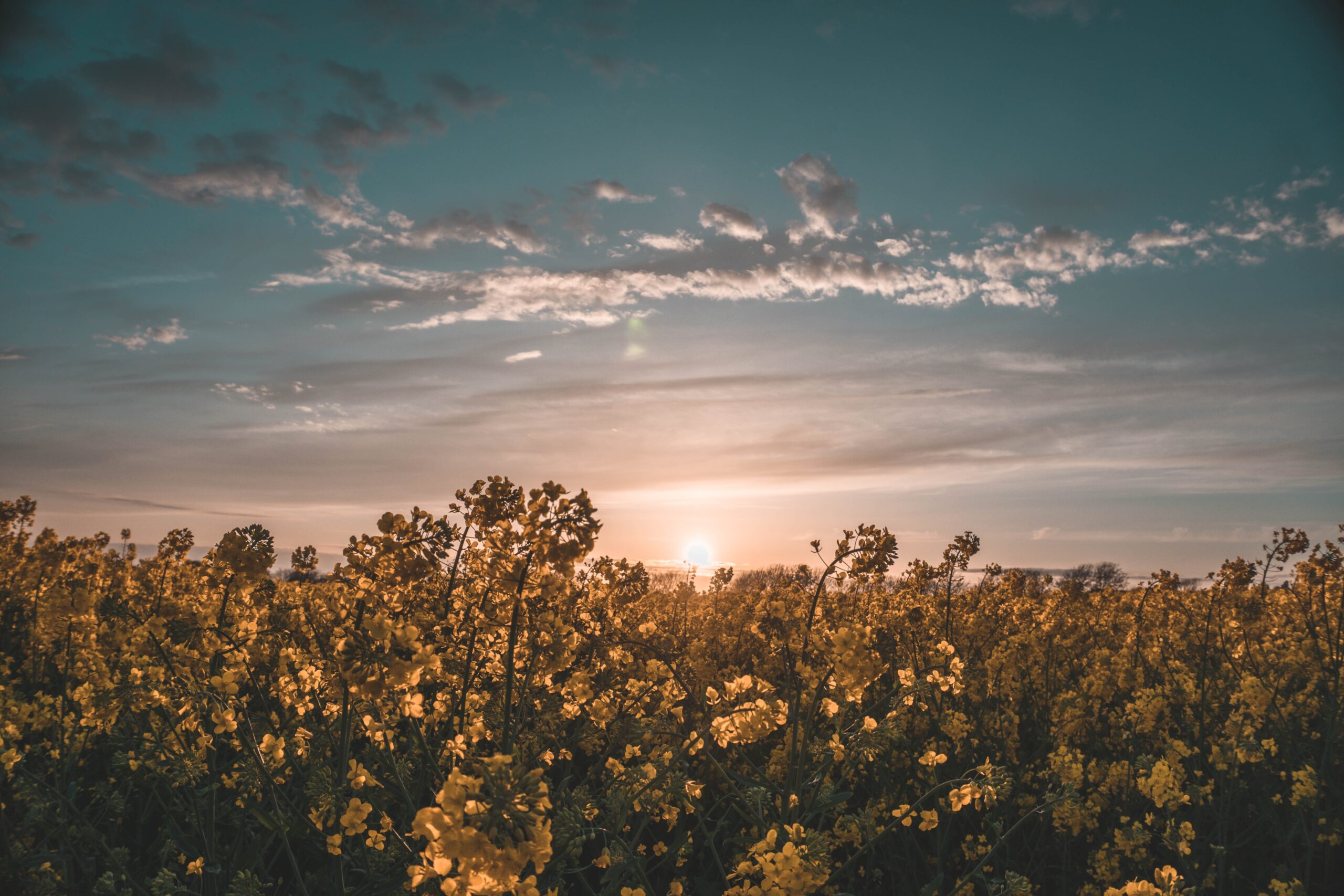 Flowers in a Sussex field (credit: Sturart Pritchards)