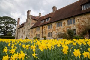 Daffodils in full display at Michelham Priory near Hailsham