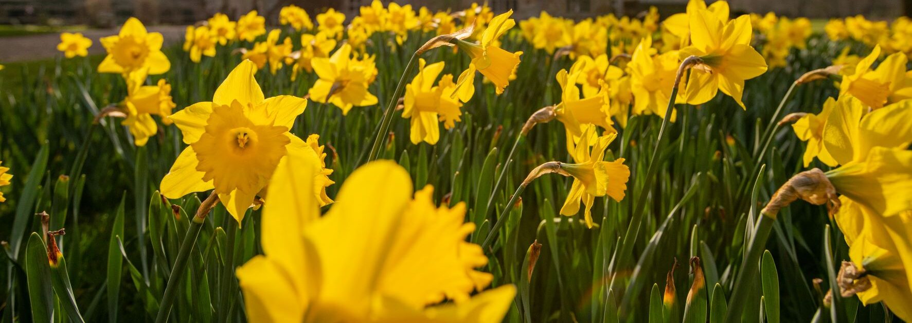 Daffodils in bloom at Michelham Priory, a house and gardens to visit in Sussex